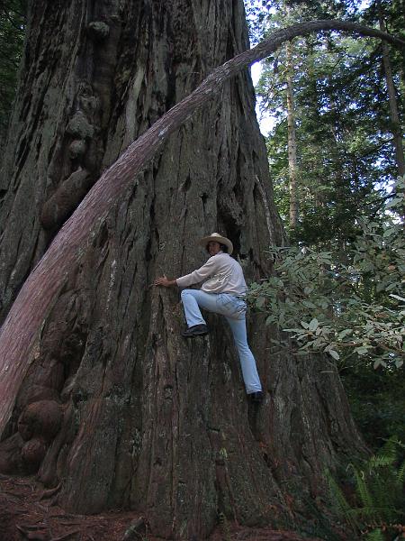 Redwood (07).JPG